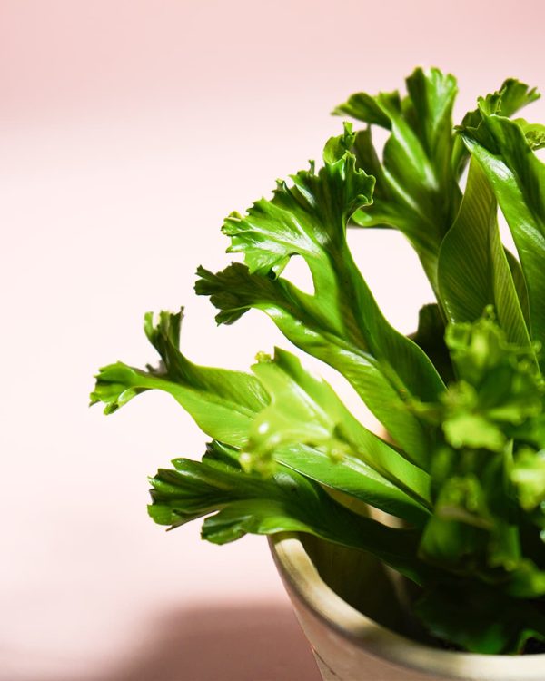 asplenium leslie hojas