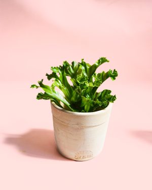asplenium leslie maceta