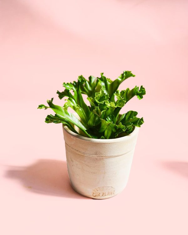 asplenium leslie maceta