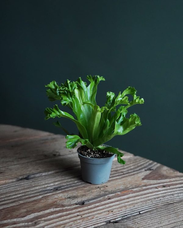 asplenium leslie sala
