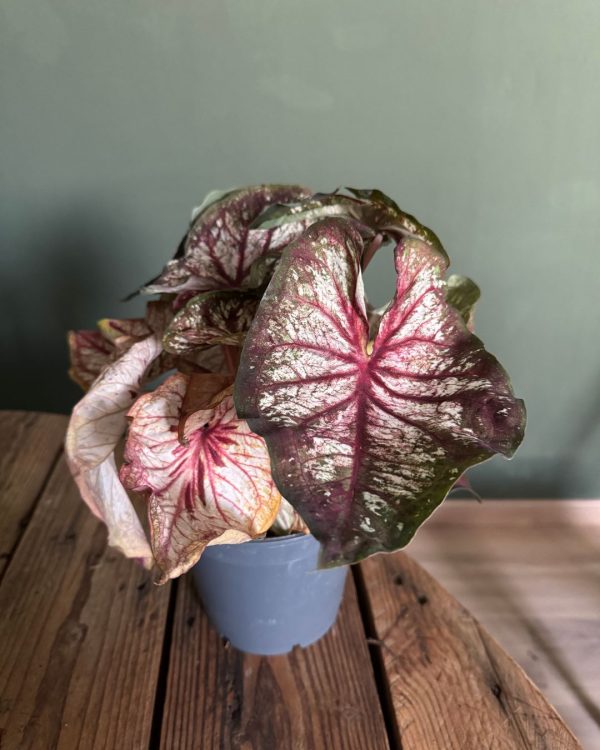 caladium sala hoja