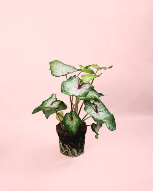 caladium white m