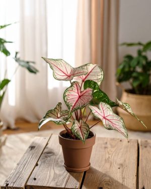 caladium white m contexto