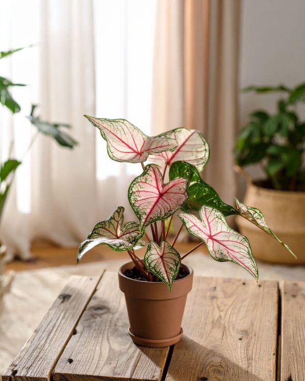 caladium white m contexto