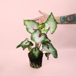 caladium white m planta