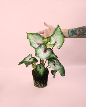 caladium white m planta