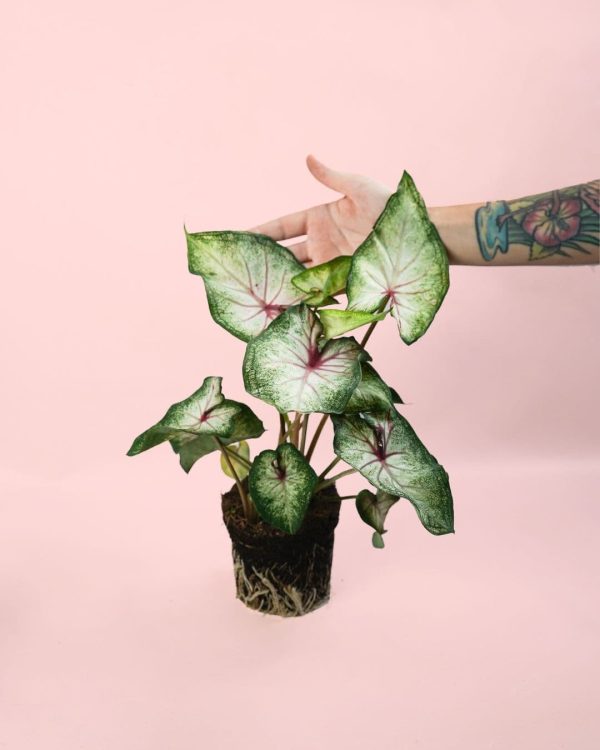 caladium white m planta