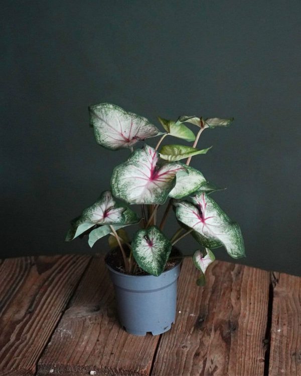 caladium white m sala
