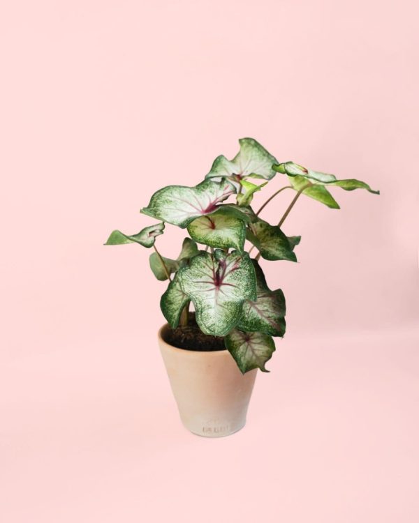 caladium white maceta m