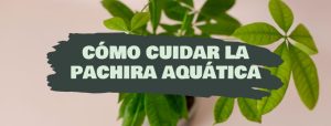 como cuidar pachira aquatica