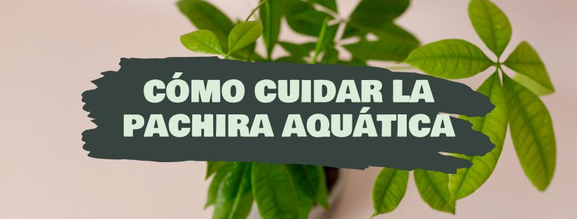 como cuidar pachira aquatica