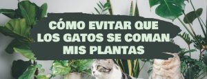 como evitar que los gatos se coman mis plantas