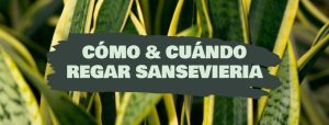 como y cuando regar sansevieria