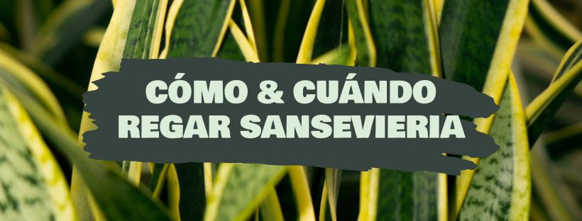 como y cuando regar sansevieria