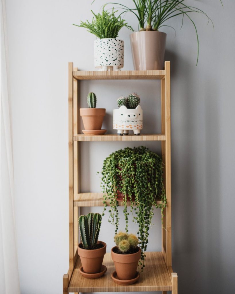 comprar plantas a domicilio crevillente