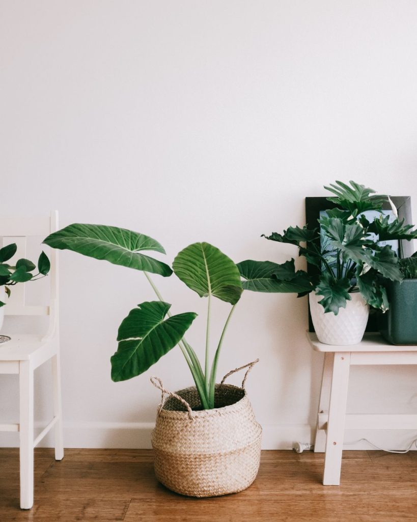comprar plantas a domicilio villena