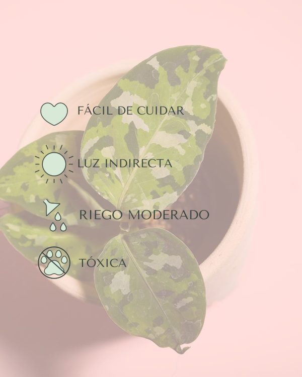 cuidados aglaonema pictus tricolor