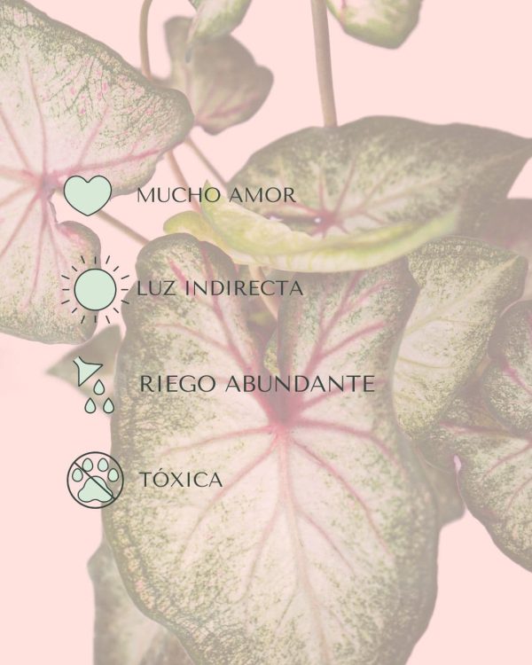 cuidados caladium white m