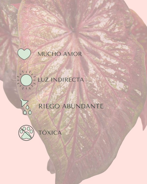 cuidados caladium