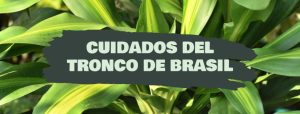 cuidados del tronco de brasil