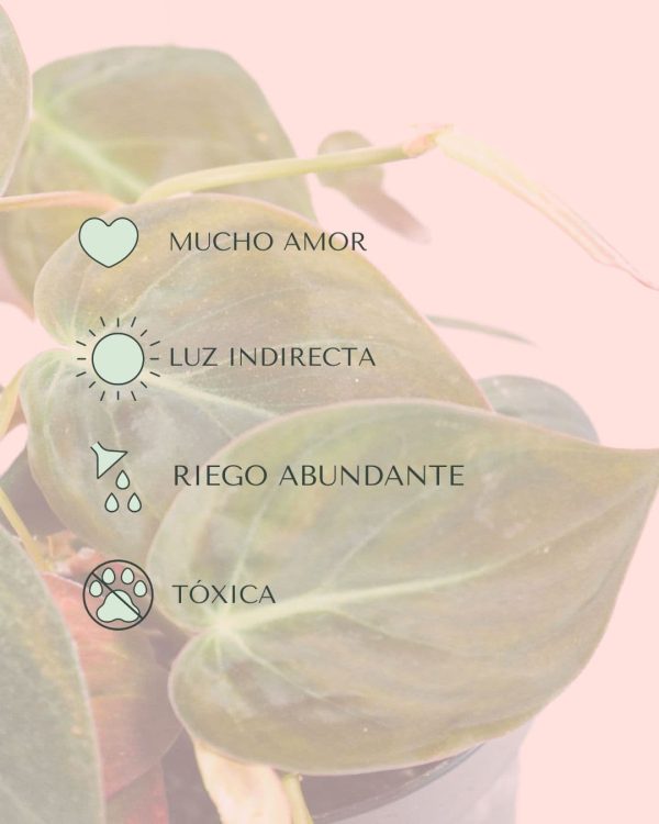 cuidados philodendron micans