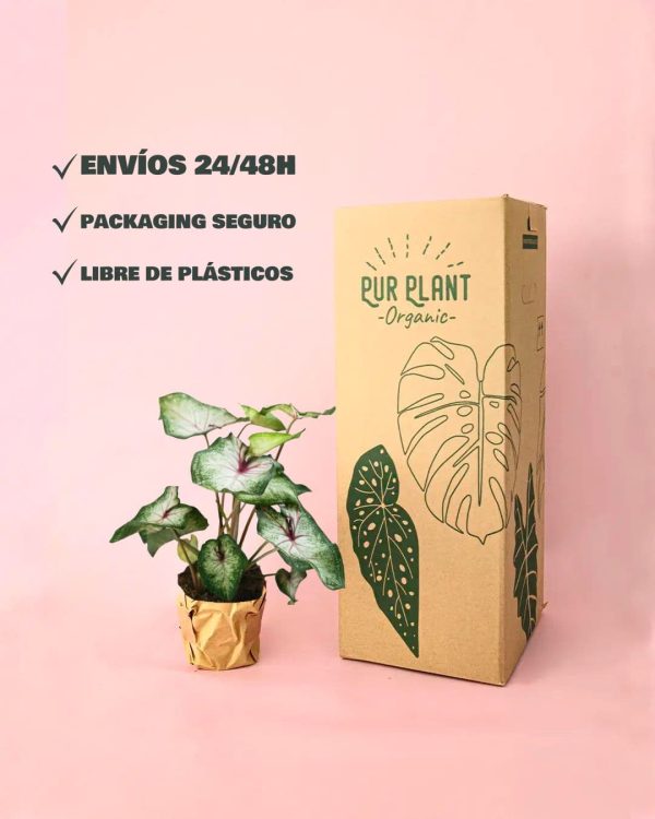 envio caladium white packaging