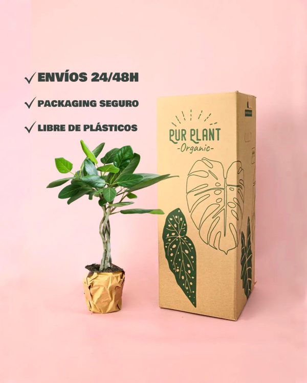 envios Ficus Benghalensis Audrey Trenzado packaging