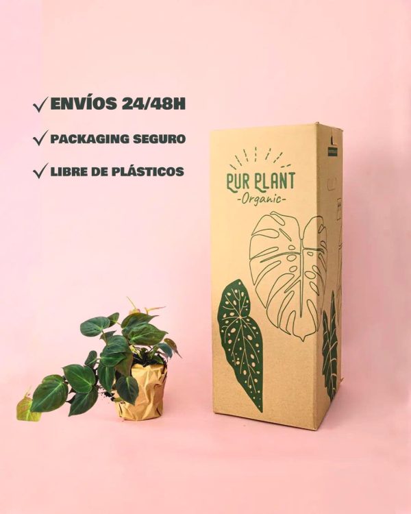 envios philodendron micans packaging