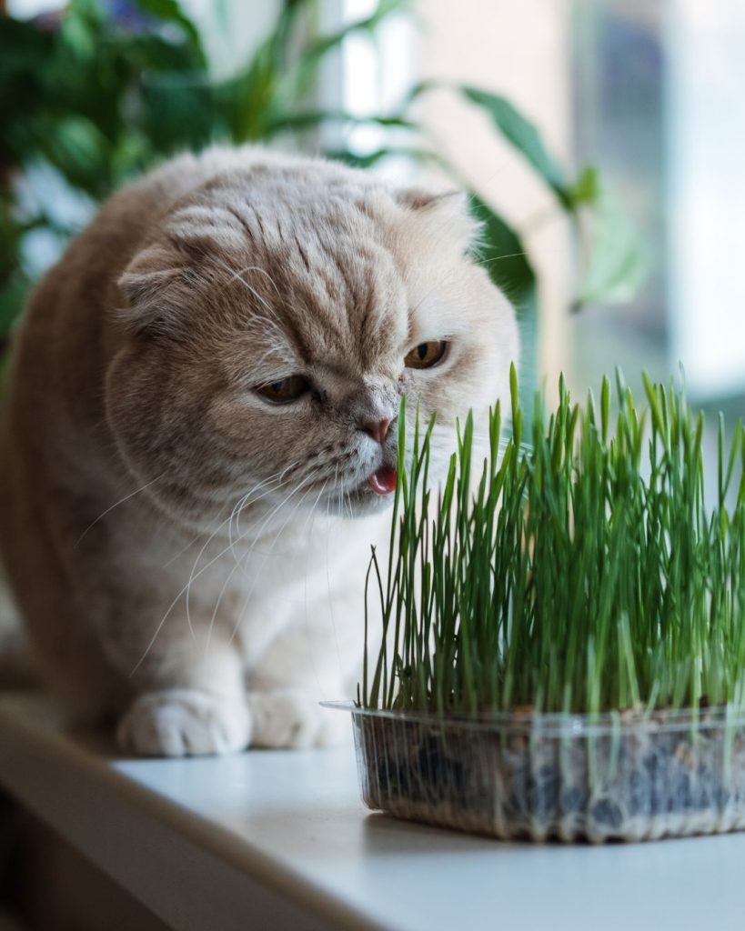 hierba de gatos gato comiendo plantas