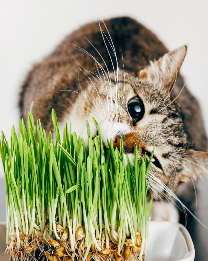 hierba de gatos