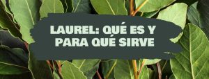 laurel que es y para que sirve