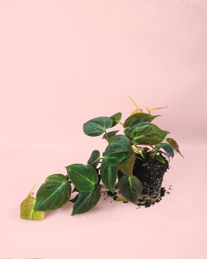philodendron colgante m
