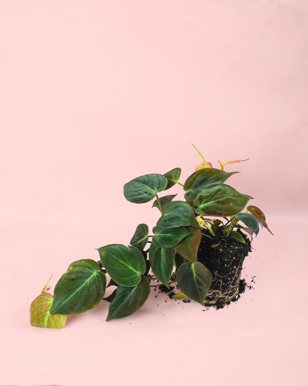philodendron colgante m