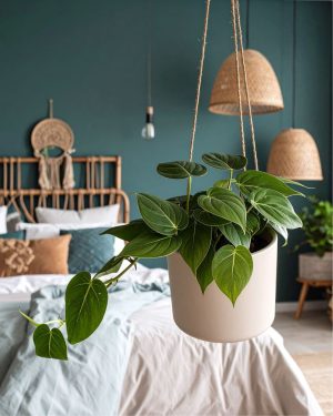 philodendron colgante m habitacion