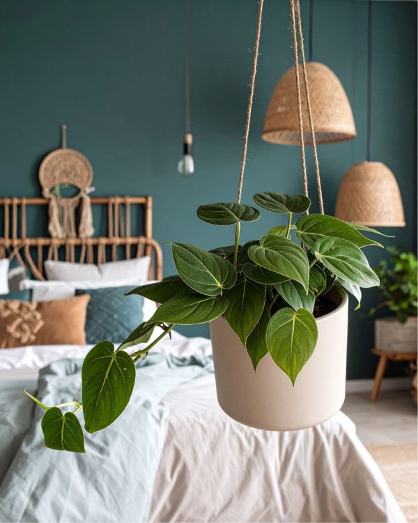 philodendron colgante m habitacion