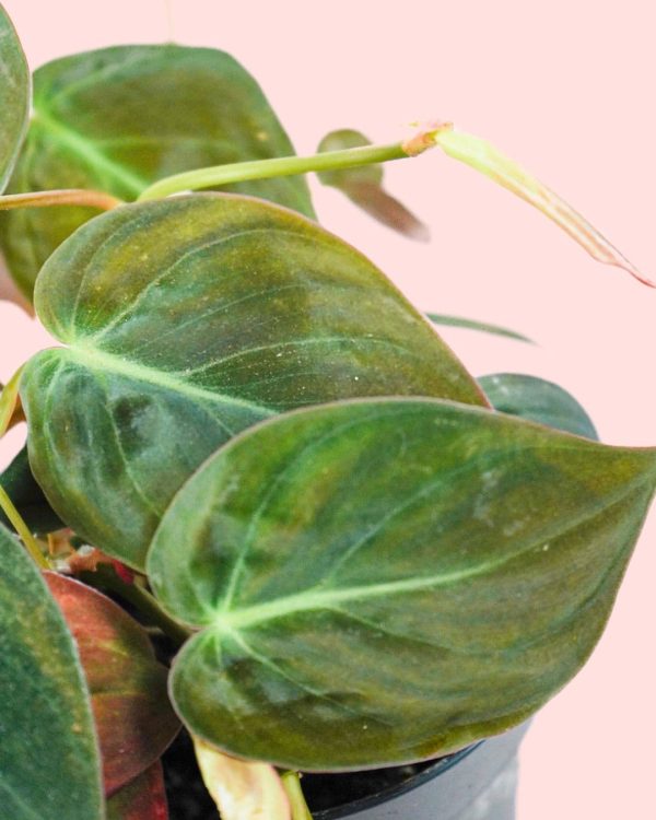 philodendron colgante m hojas