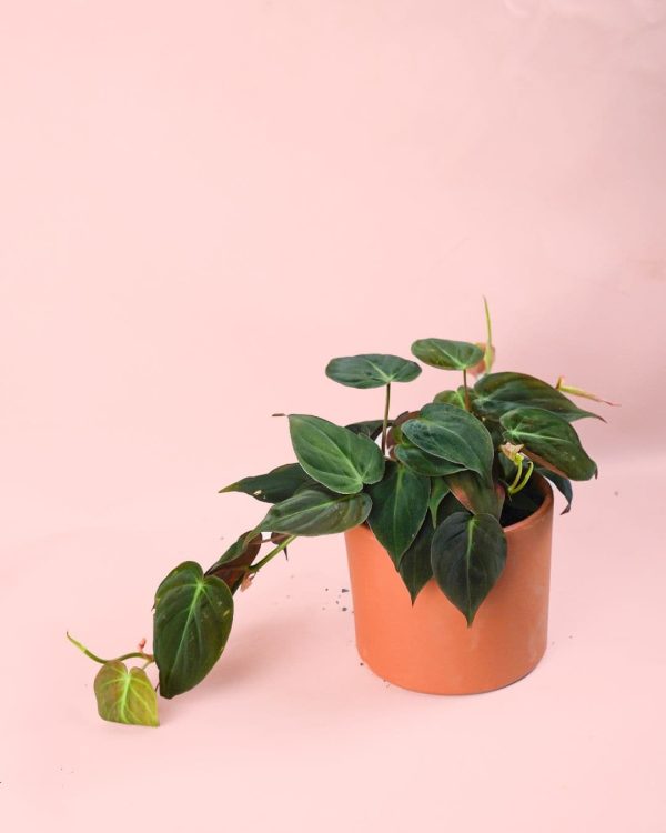 philodendron colgante m maceta