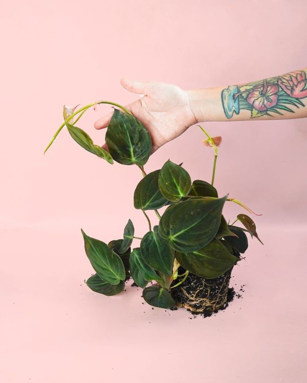 philodendron colgante m planta