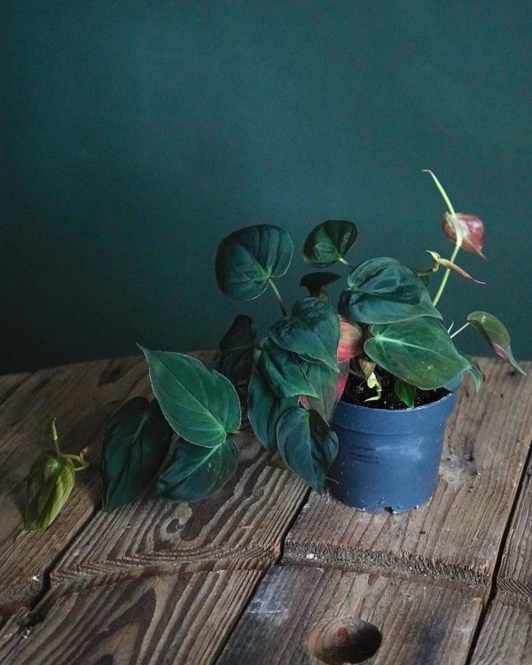 philodendron colgante m sala