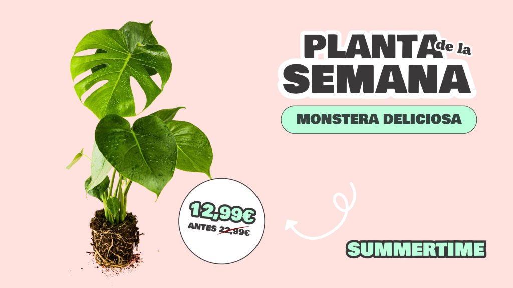 planta semana monstera deliciosa