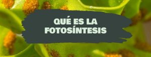que es la fotosintesis