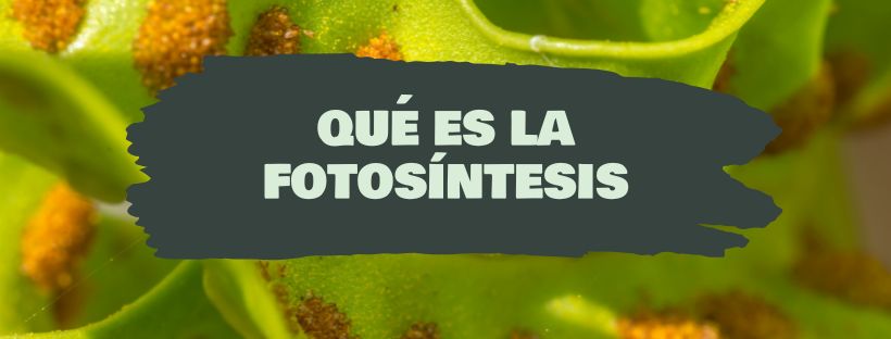 que es la fotosintesis