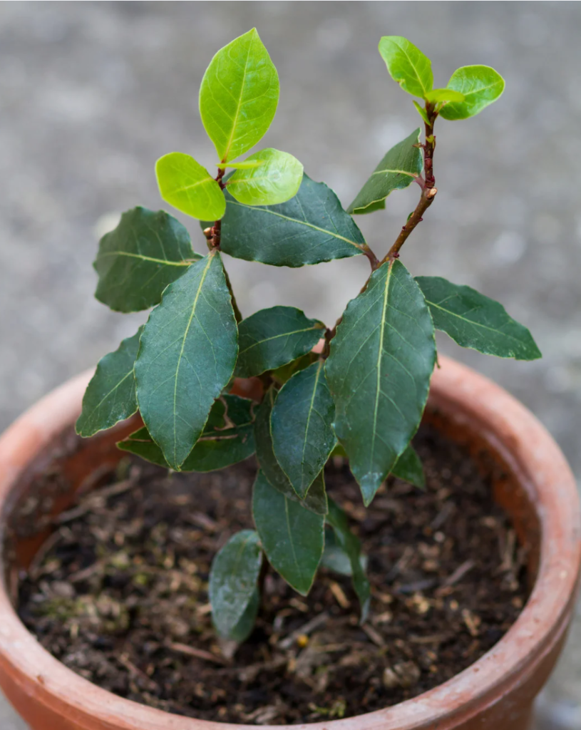 laurel en maceta