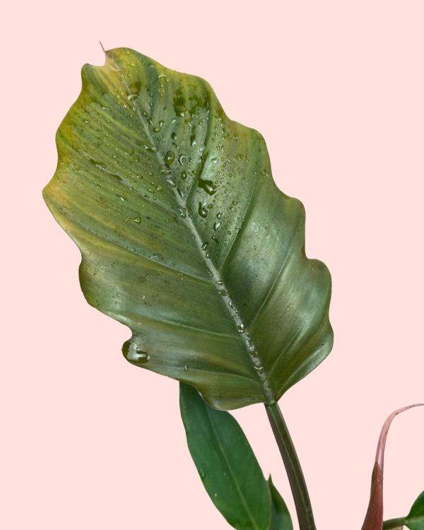 Philodendron choco empress detalle