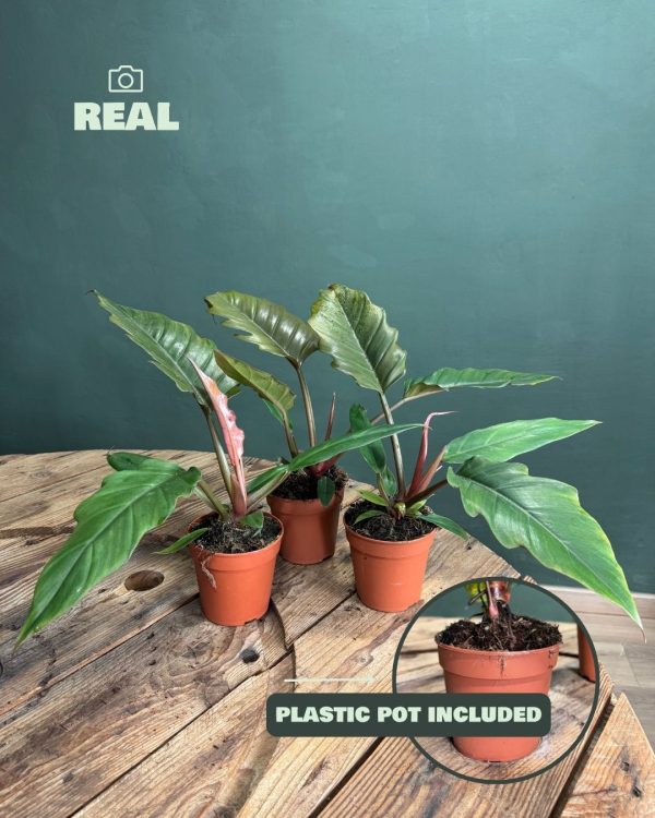 Philodendron choco empress real