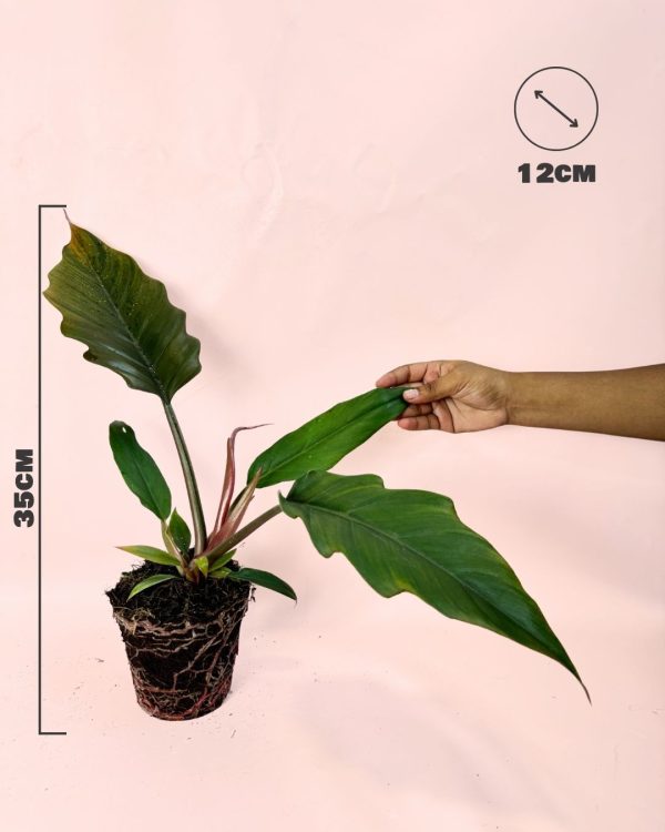 Philodendron choco empress size