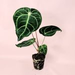 anthurium-regale