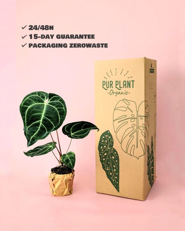 anthurium-regale-packaging