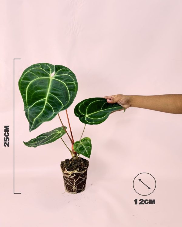 anthurium-regale-size