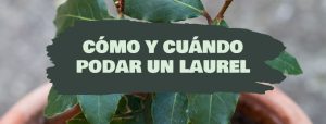 cómo y cuándo podar un laurel